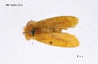 藏品(橙黃毒蛾)的圖片